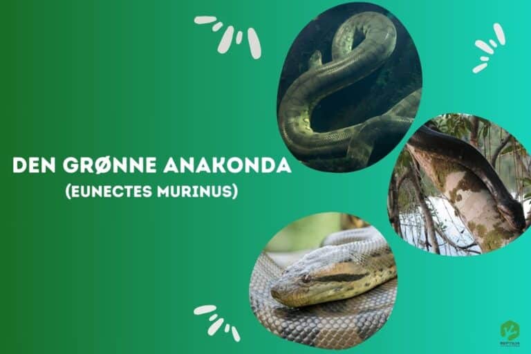 Grøn Anakonda (Eunectes murinus)
