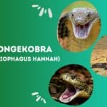 Kongekobra (Ophiophagus hannah)