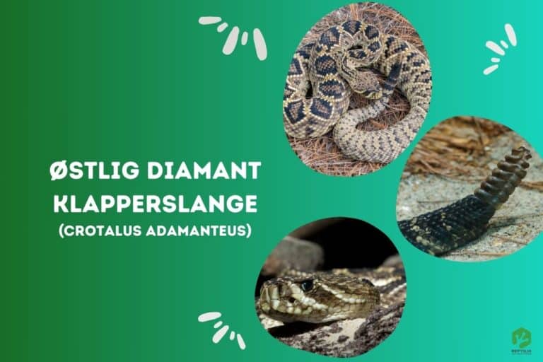 Østlig Diamant Klapperslange (Crotalus adamanteus)