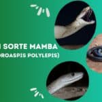 Sort mamba